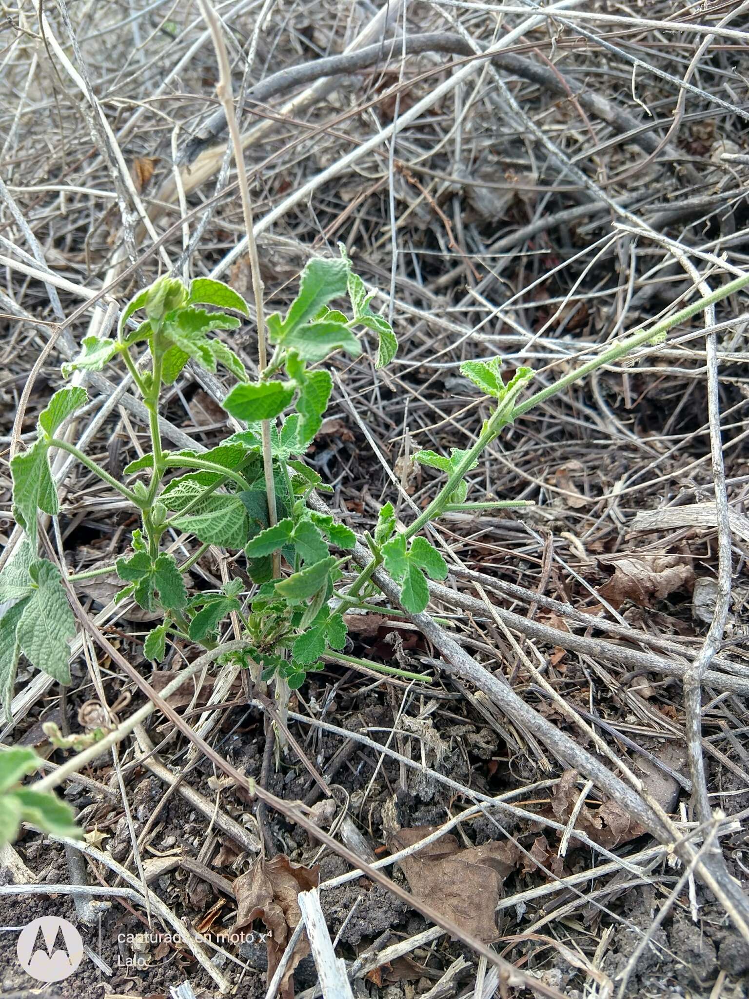 Plancia ëd Dalechampia scandens L.