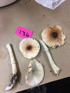 Lepiota rubrotinctoides Murrill 1912 resmi