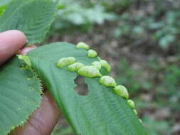 Plancia ëd Taphrina ulmi (Fuckel) Johanson 1886