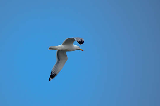 Image of Caspian Gull