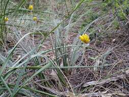 Image of Conostylis setigera R. Br.