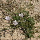 Image of Linum salsoloides Lam.