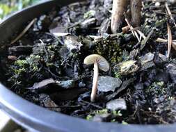 Image of Psilocybe angulospora Y. W. Wang & S. S. Tzean 2015