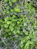 Image of Cineraria lobata L'Hér.