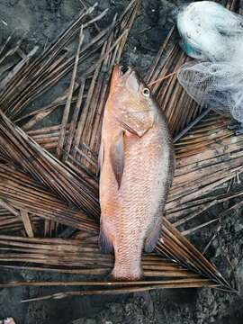 Image of Colorado snapper