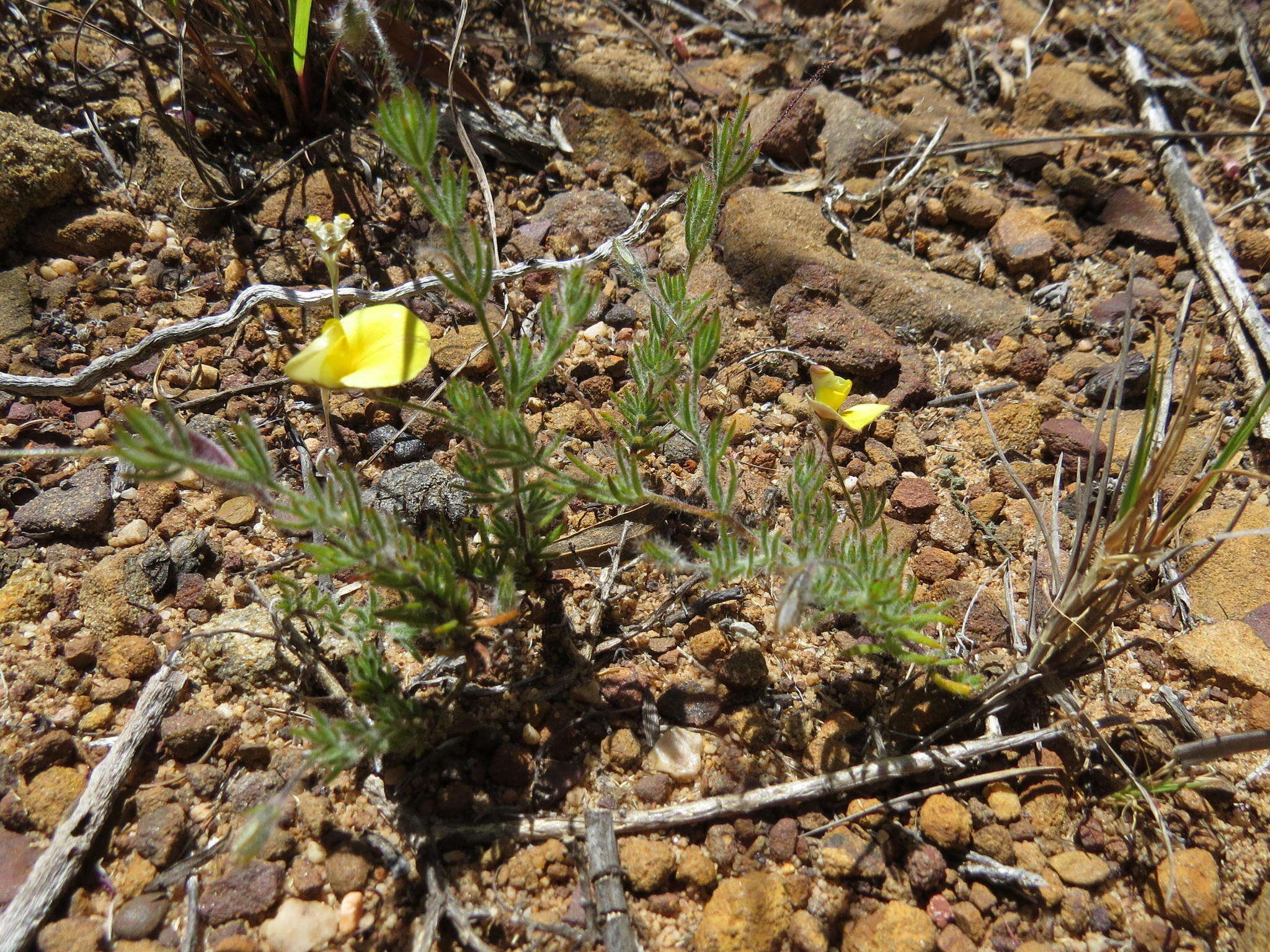 Image of Aspalathus bracteata Thunb.