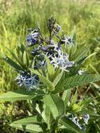 Image de Amsonia tabernaemontana var. salicifolia (Pursh) Woodson