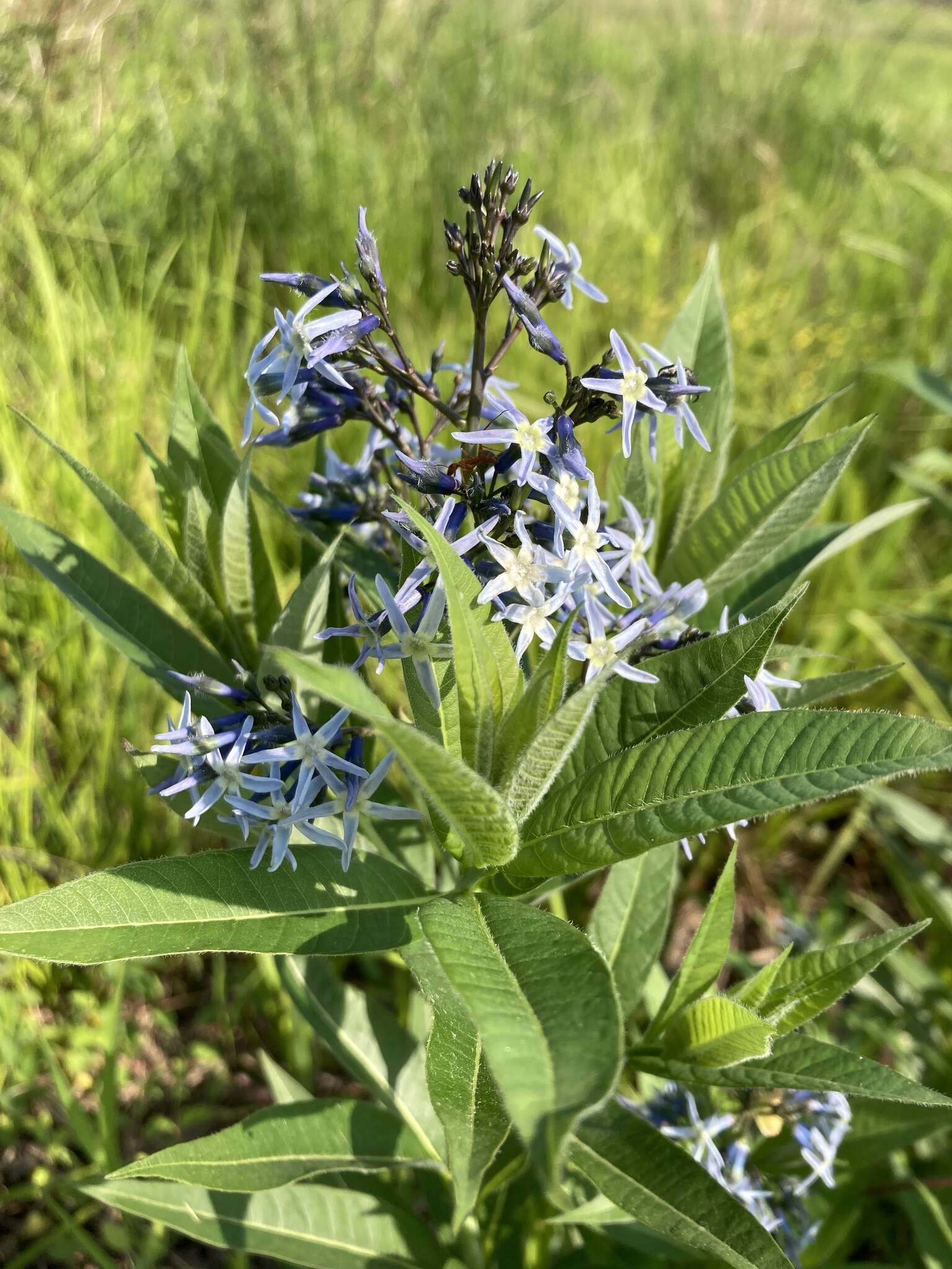 Image de Amsonia tabernaemontana var. salicifolia (Pursh) Woodson