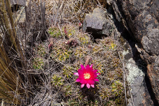 Image of Lobivia maximiliana subsp. caespitosa