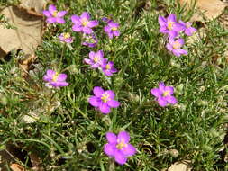 صورة Spergularia purpurea (Pers.) G. Don fil.