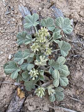 Image of Paria River Indian breadroot