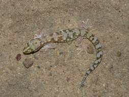 Image of White-spotted Ground Gecko WA