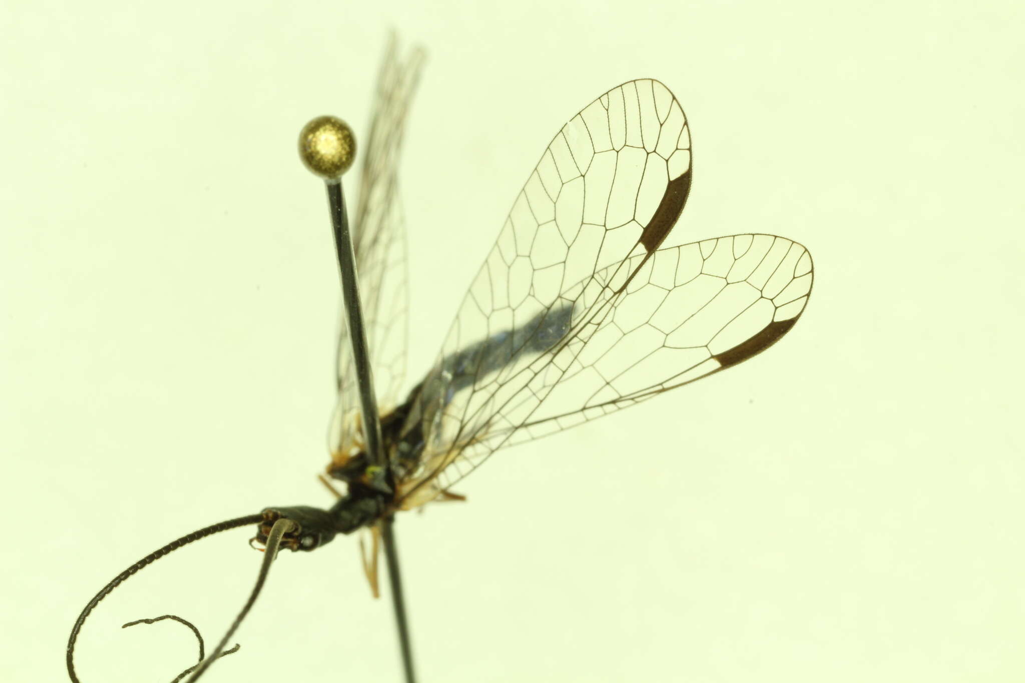 Image of Negha longicornis (Albarda 1891)