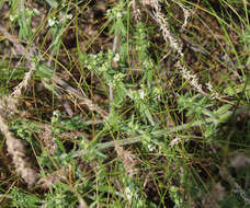 Image of spreading bedstraw