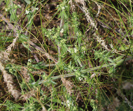 Plancia ëd Galium humifusum M. Bieb.