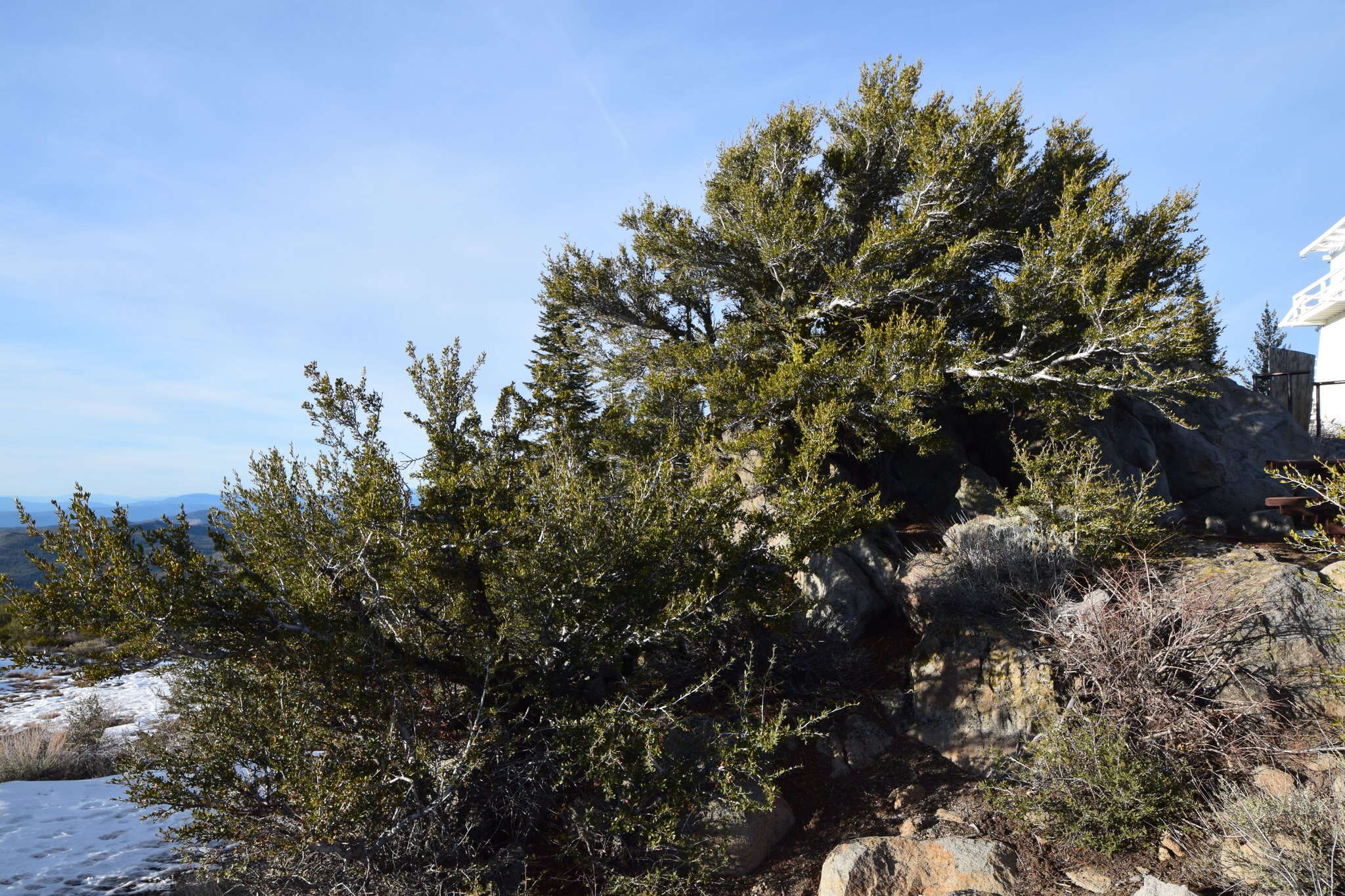 Plancia ëd Cercocarpus ledifolius Nutt.