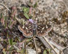 Imagem de Eurrhypis pollinalis