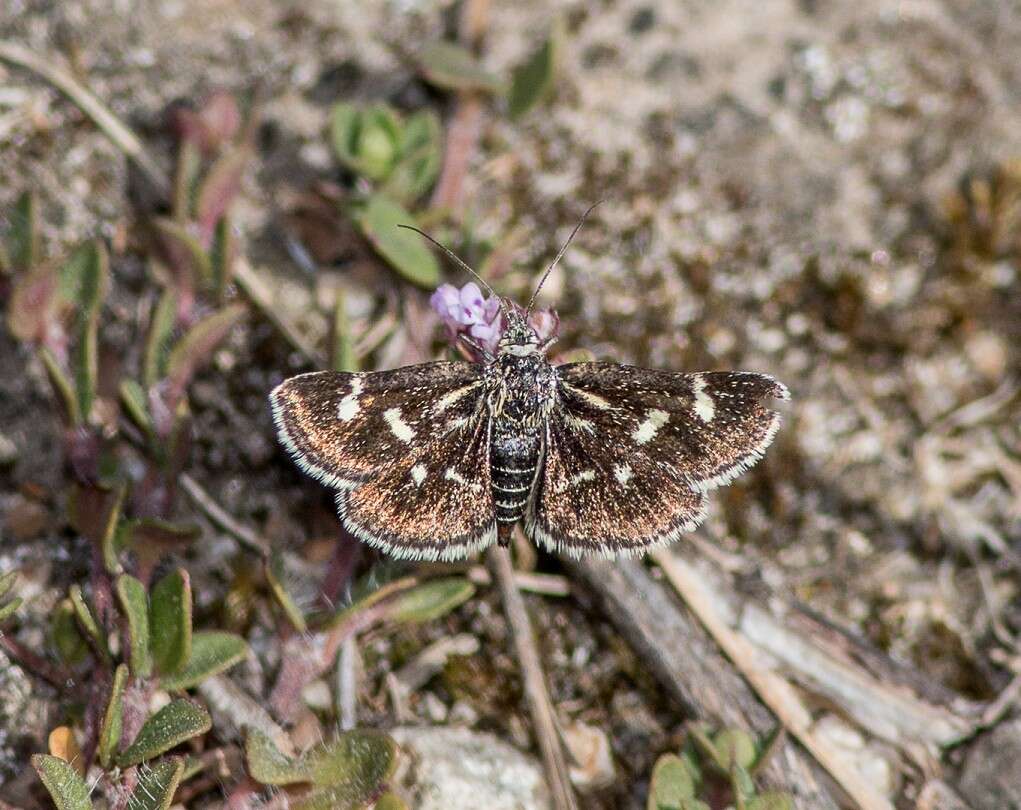 صورة Eurrhypis pollinalis