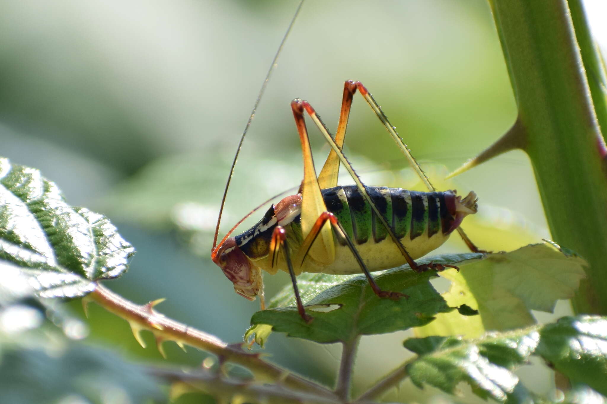 Metaplastes ornatus (Ramme 1931) resmi