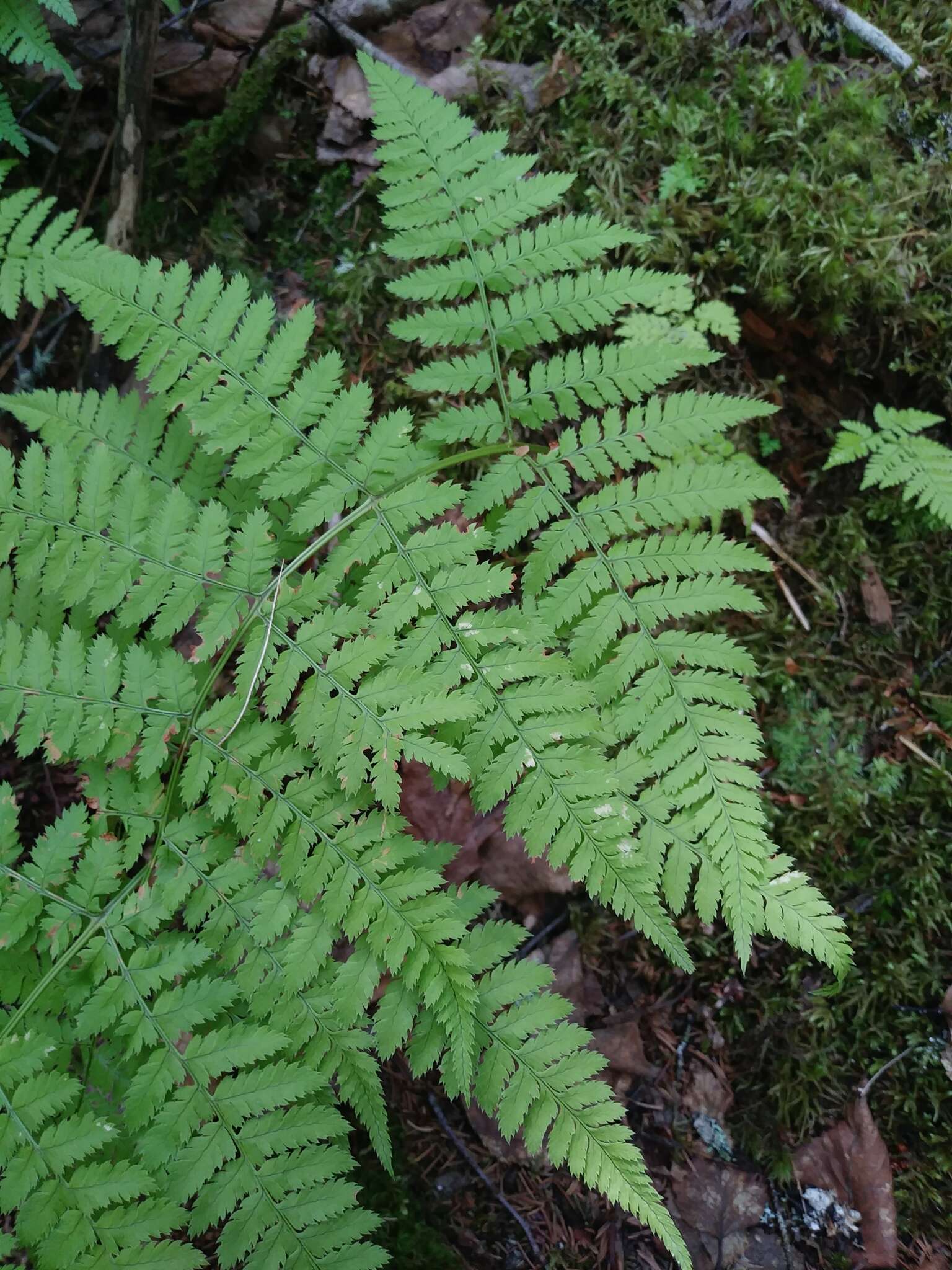 Image of mountain woodfern