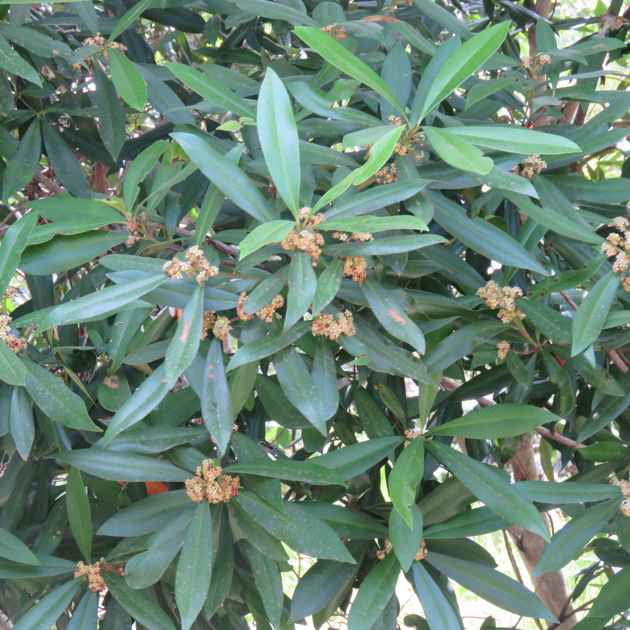 Imagem de Tristaniopsis exiliflora (F. Müll.) P. G. Wilson & J. T. Waterhouse