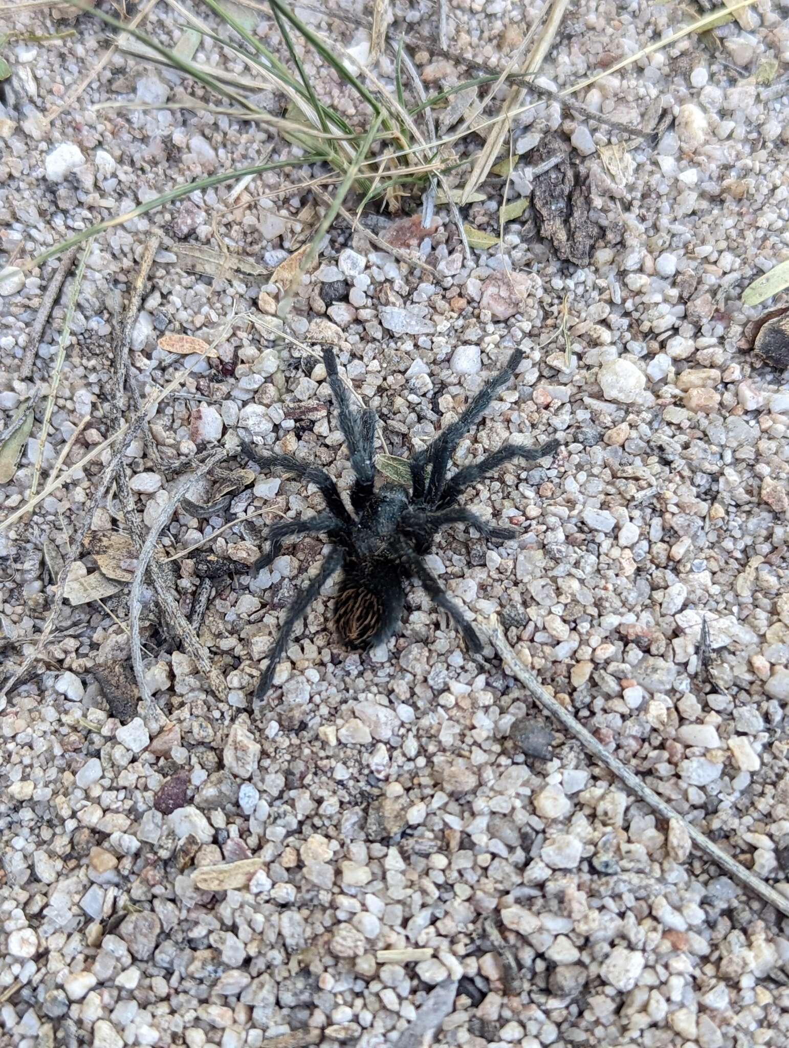 Image of Aphonopelma saguaro Hamilton 2016