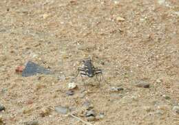 Image of Cicindela (Ancylia) calligramma Schaum 1861