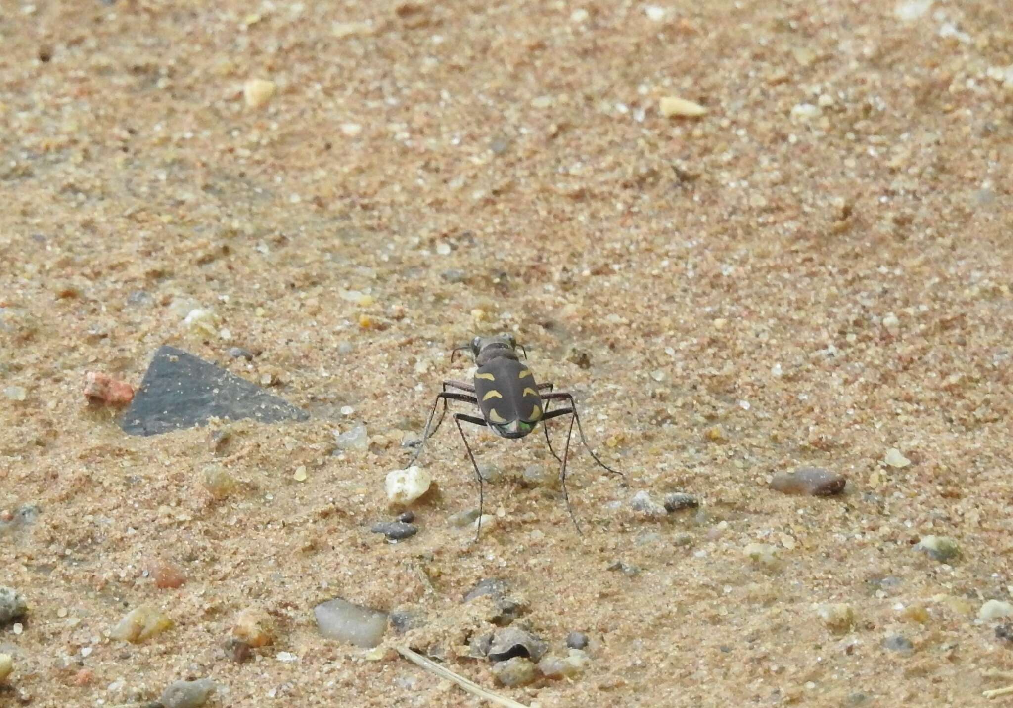 Image of Cicindela (Ancylia) calligramma Schaum 1861