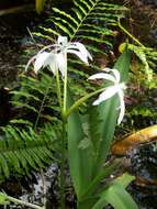 Image de Crinum americanum L.