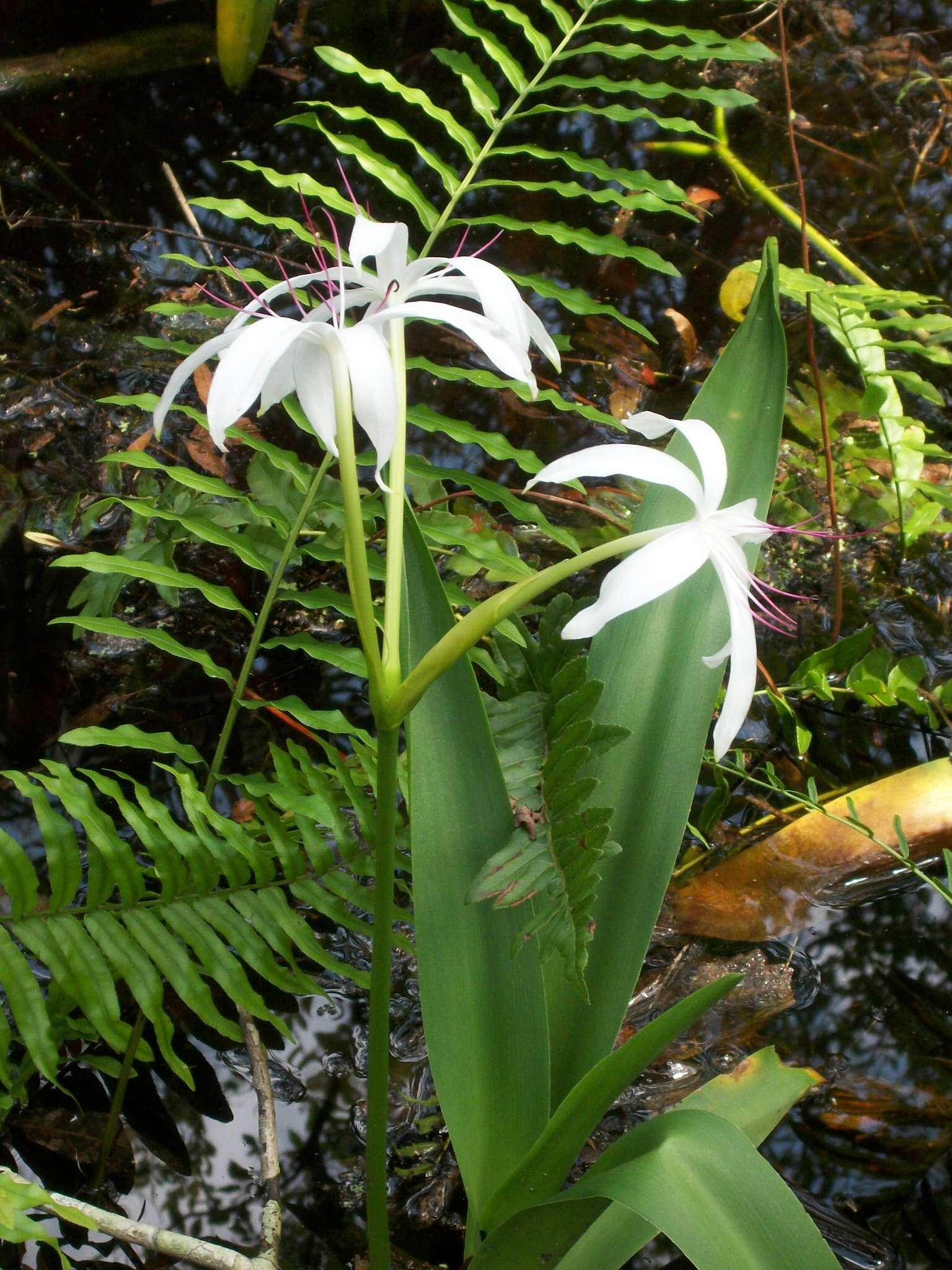 Image de Crinum americanum L.