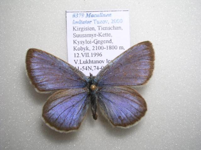 Maculinea Alcon Encyclopedia Of Life