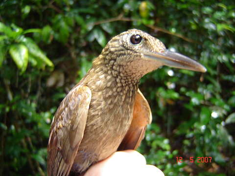 Image of Elegant Woodcreeper