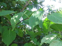 Image of tara vine