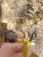 Image of Hypericum ascyron subsp. pyramidatum (Dryand. ex Ait.) N. Robson