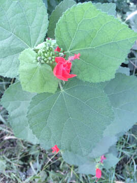 Image of wax mallow