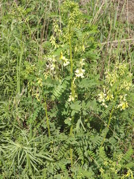 Imagem de Astragalus chinensis L. fil.