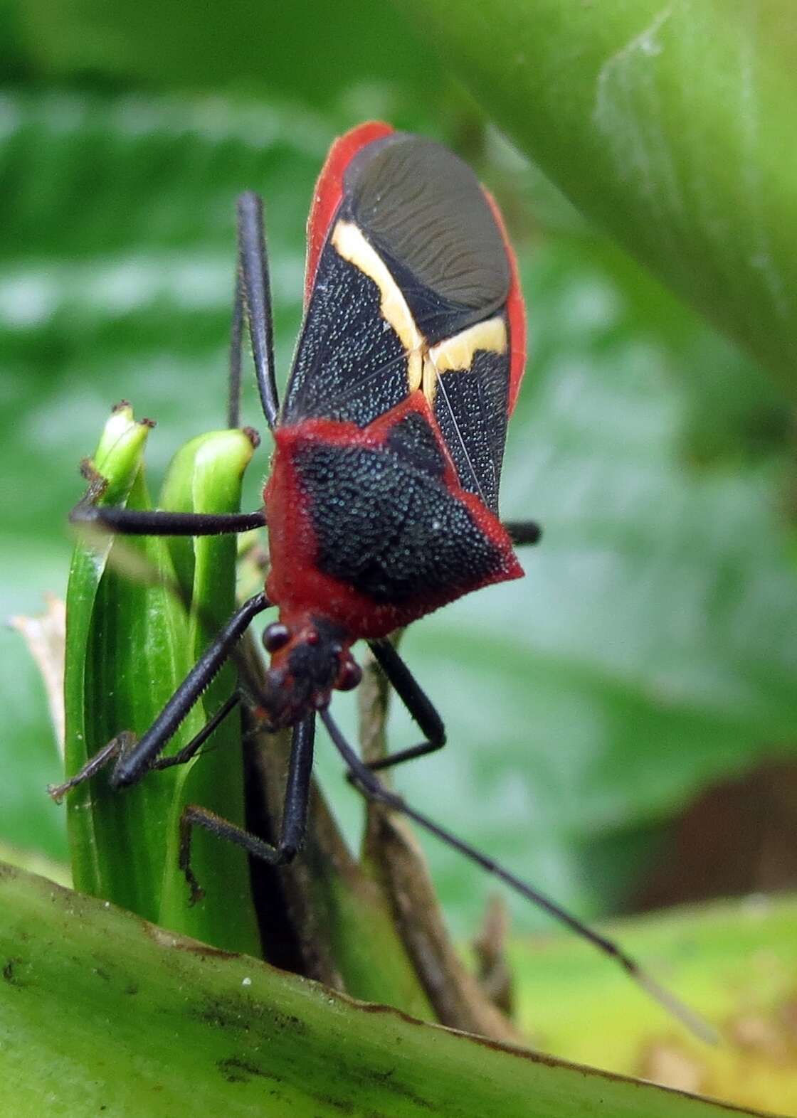 Image of Leptoscelis tricolor Westwood 1842