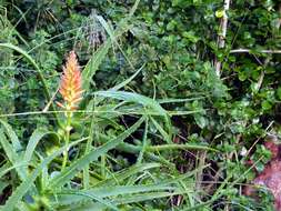 Image of candelabra aloe