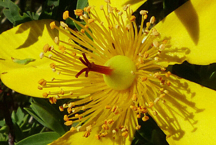 Image of Hypericum revolutum Vahl