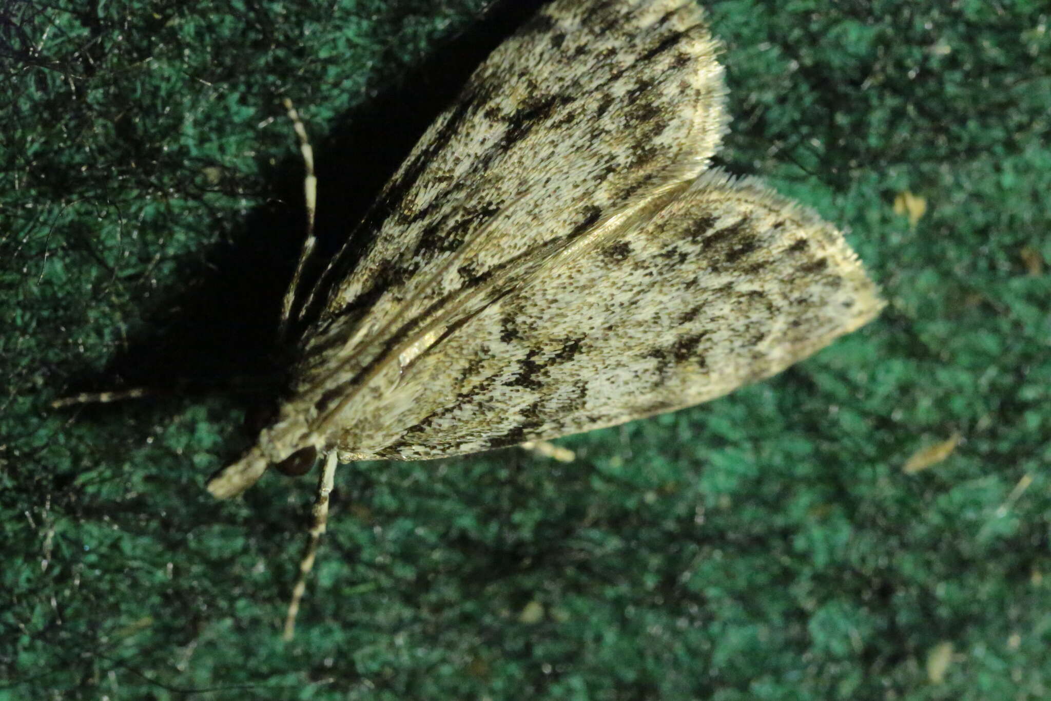 Eudonia truncicolella Stainton 1849的圖片