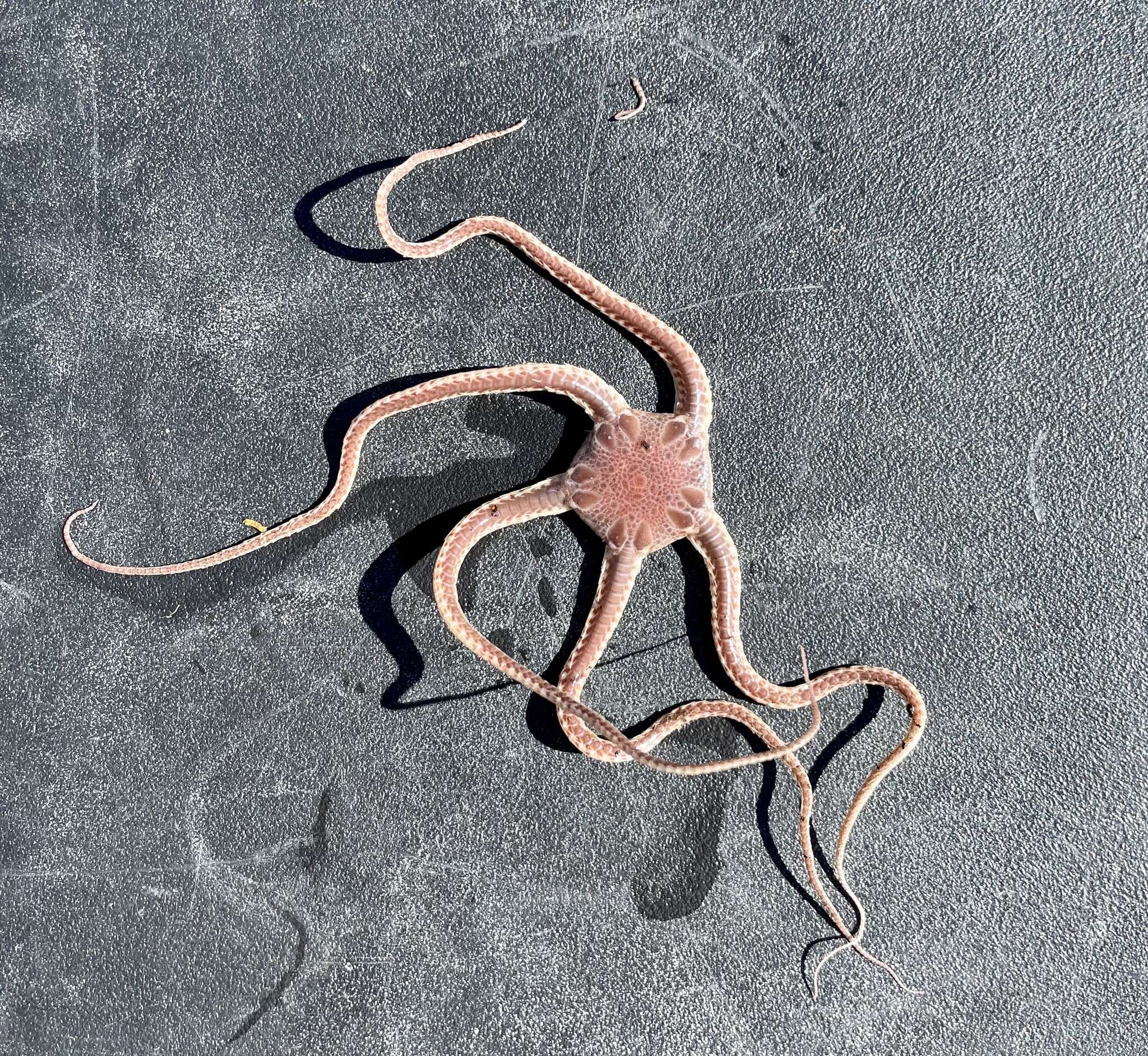Image of Notched brittle star