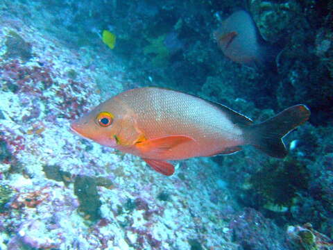 Image of Humpback red snapper