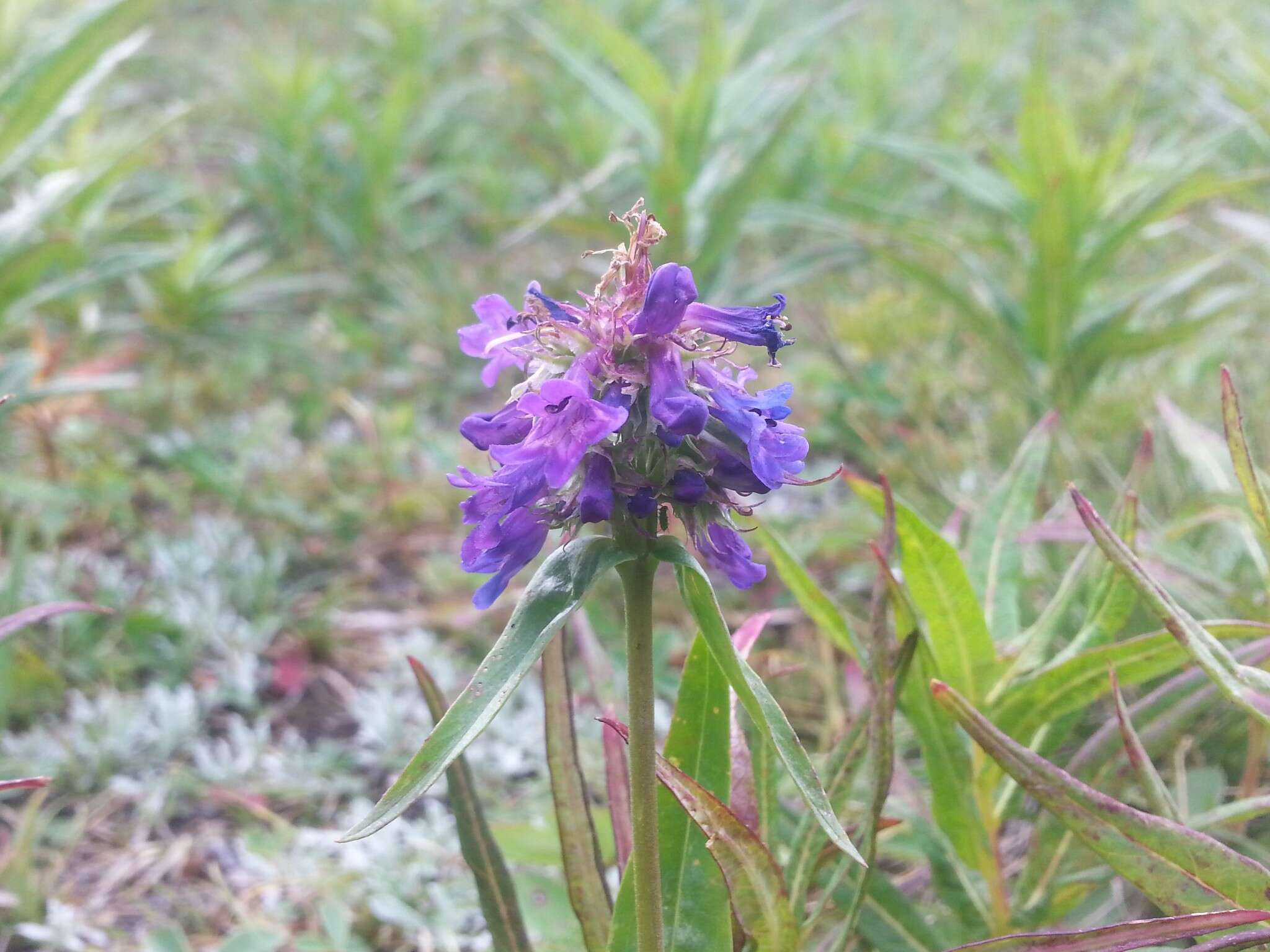 Penstemon procerus Dougl. ex Graham resmi