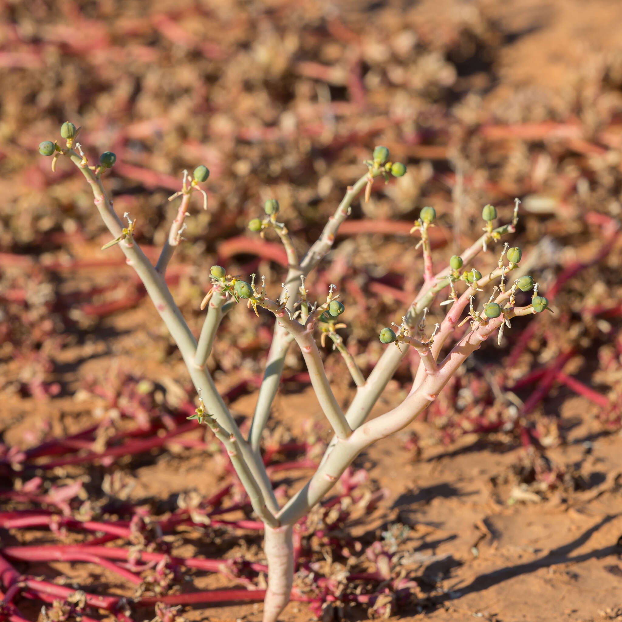 صورة Euphorbia tannensis subsp. eremophila (A. Cunn. ex T. Mitch.) D. C. Hassall