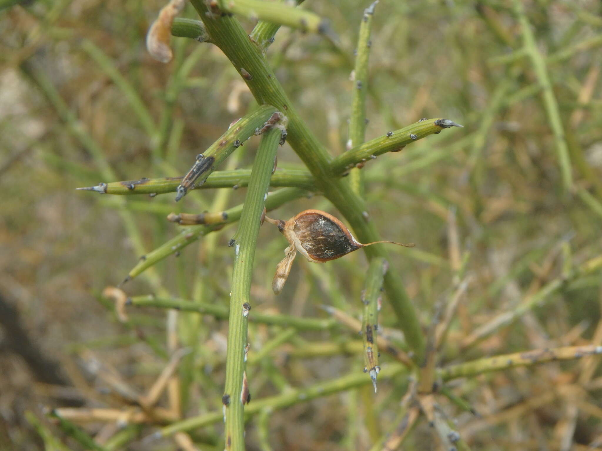 صورة Genista fasselata Decne.