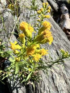 Imagem de Solidago simplex var. racemosa (E. Greene) G. S. Ringius