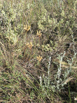 Image of Pseudosedum lievenii (Ledeb.) Berger