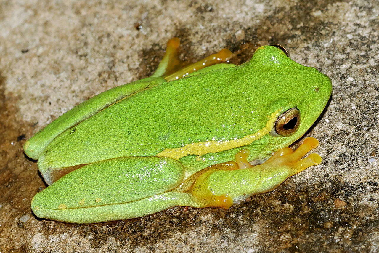 Image of Yellow-striped Reed Frog