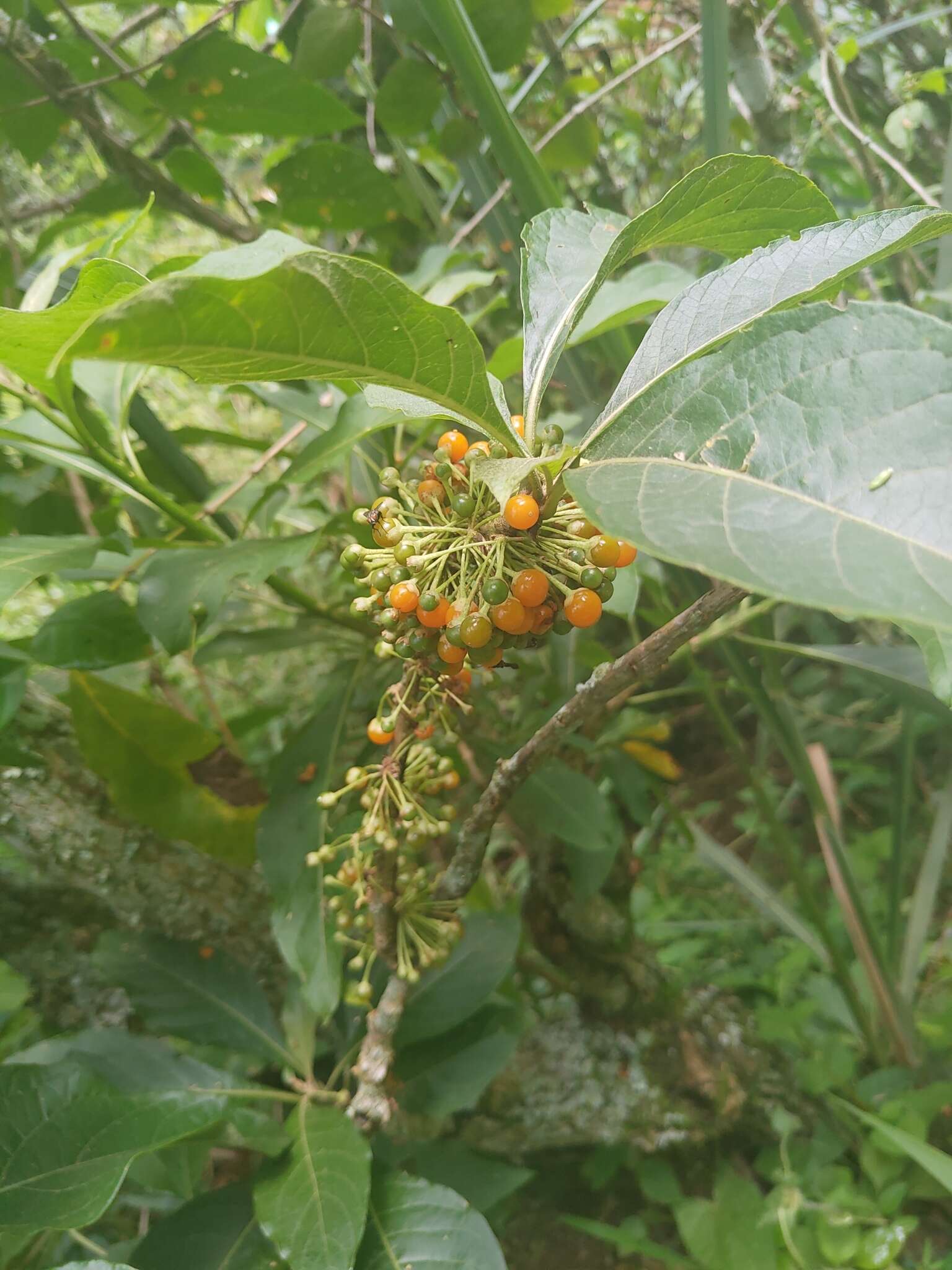 Sivun Acnistus arborescens (L.) Schltdl. kuva