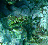 Image of Coral Hind